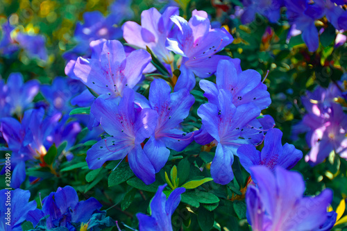 Isolated Rhododendron simsii  Indian Azalea  Sims   s Azalea  Mountain Rose  Mountain Peony  The attractively violet and dark blue shade  ruffle petals