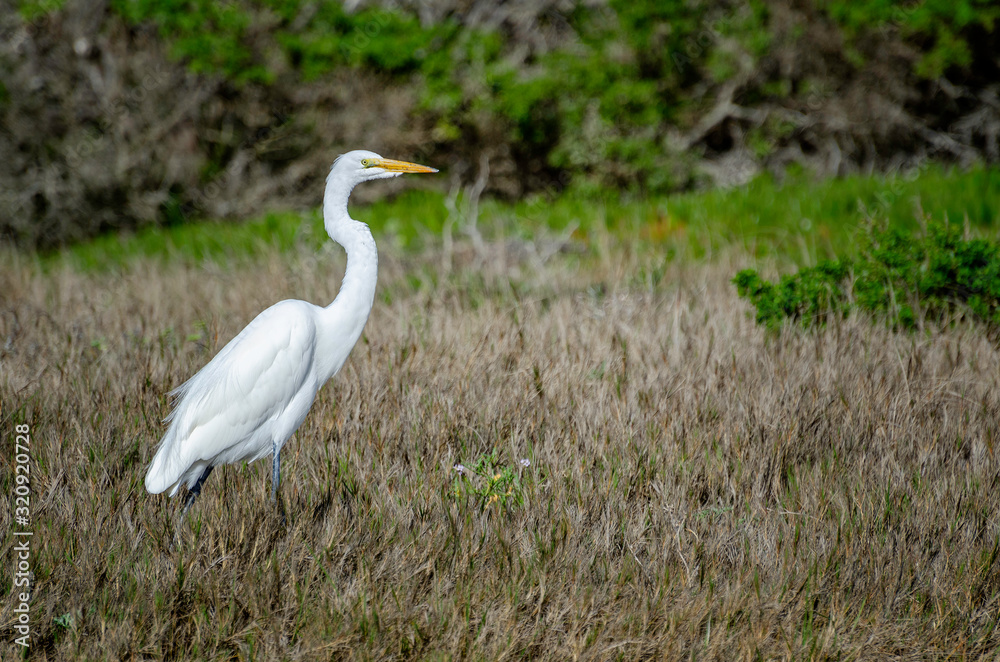 Great Egret (Ardea alba), Monterey County, CA. Great Egret (Ardea alba), Monterey County, CA.