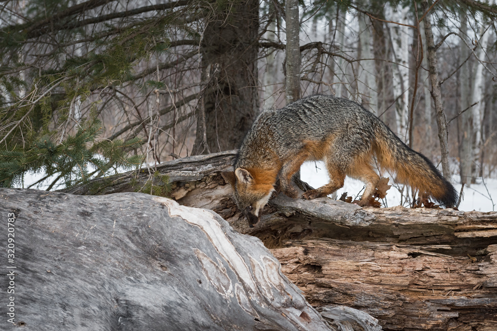 Obraz premium Grey Fox (Urocyon cinereoargenteus) Looks Down Into Log Winter