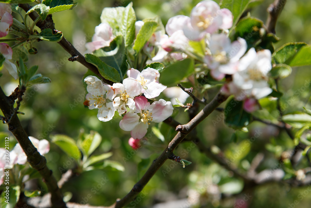 blossoming branch of an apple tree (Malus domestica) in a spring garden