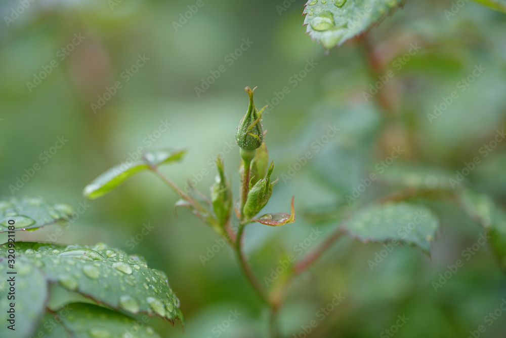 Close-up of branch with little unopened rosebuds Close-up of branch with little unopened rosebuds