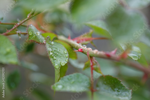 close up of rose spike covered with drops after spring rain