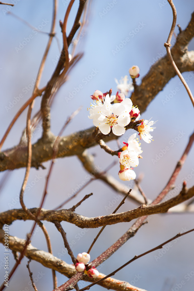 flowering branch of an apricot tree (Prunus armeniaca)