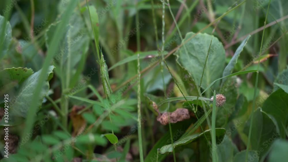 Grasshopper, perched on the grass. Grasshopper, perched on the grass.