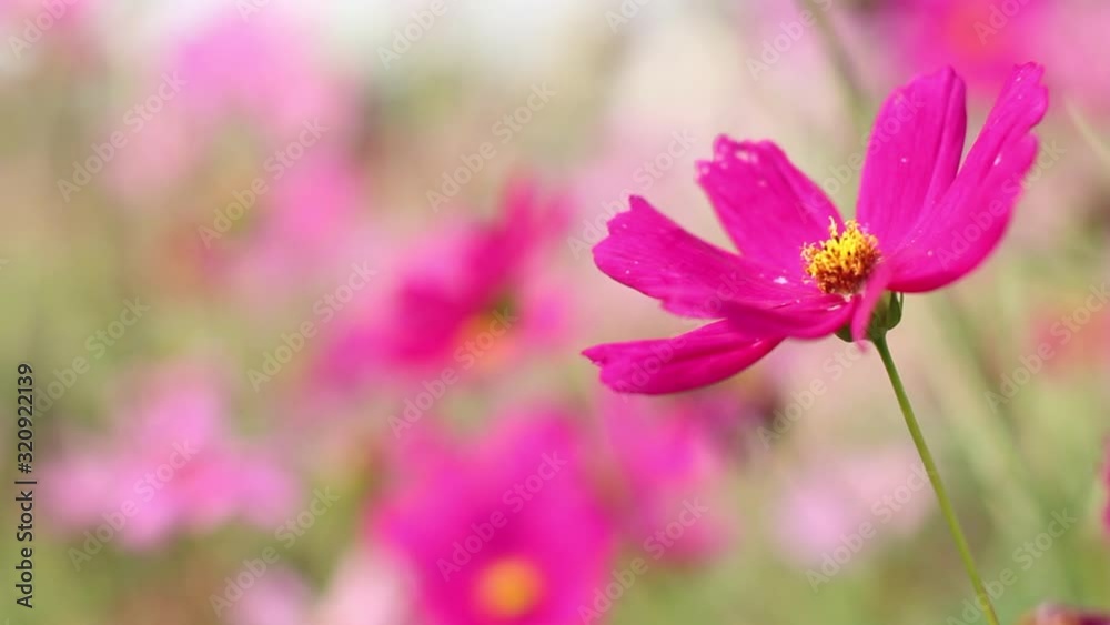 The brightness of the cosmos flower is blooming in the garden. The brightness of the cosmos flower is blooming in the garden.