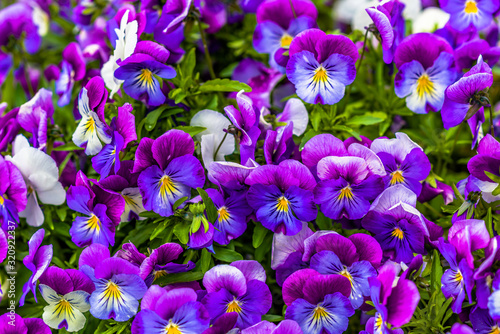 Blue Pansies