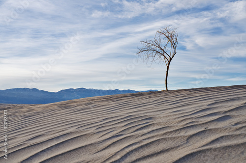 A lonely, dead plant at the top of a sand dune