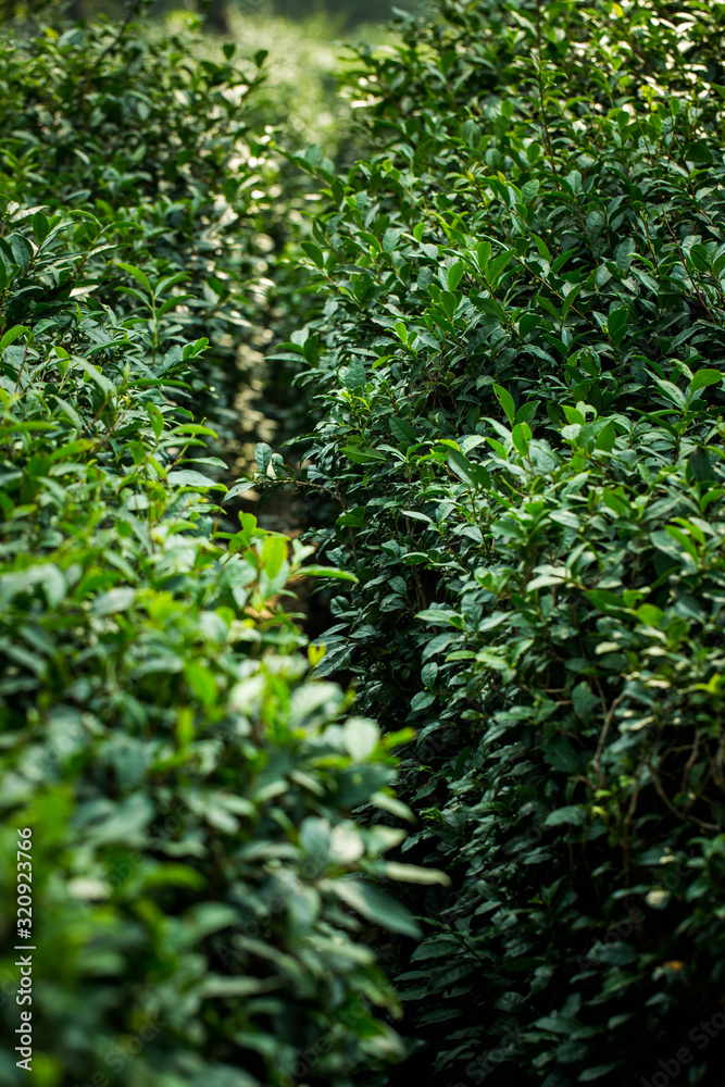 Tea Leaves in The Tea Plantations  in India