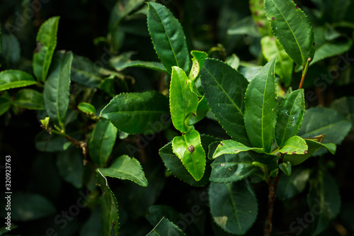 Tea Leaves in The Tea Plantations  in India © popovatetiana
