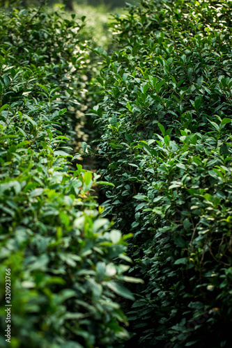Tea Leaves in The Tea Plantations in India