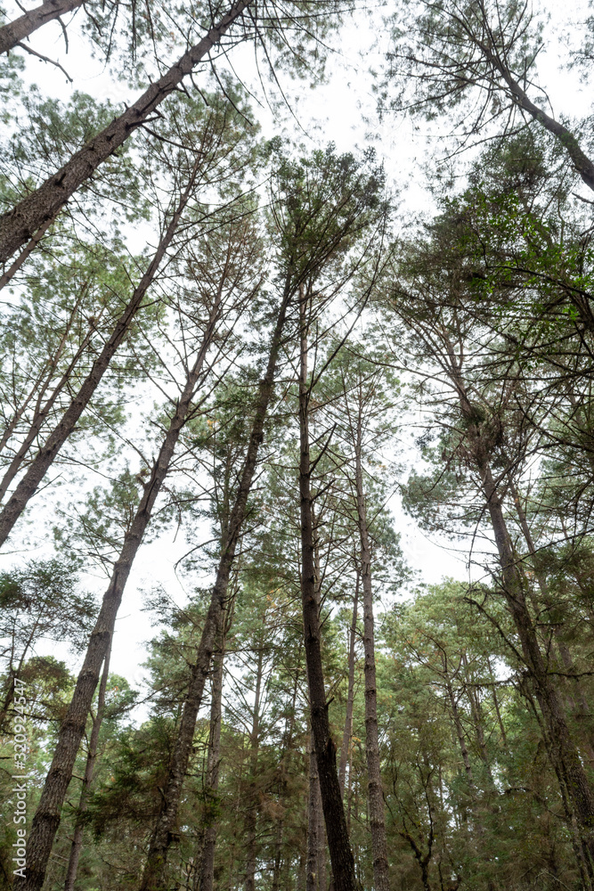 Fototapeta premium campamento en el terrero