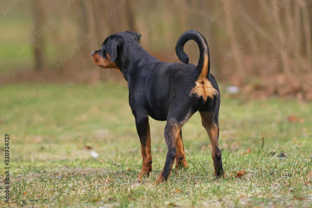 Black and tan Rottweiler puppy standing on a green grass in autumn. Backside view