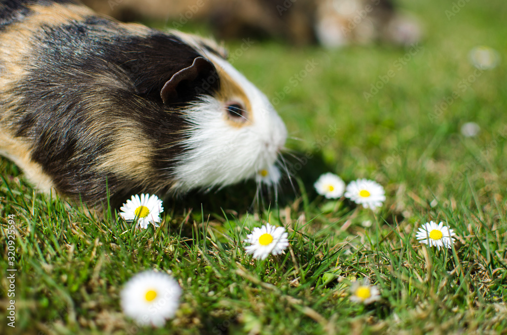 Grazing guinea pig on grass on a beautiful sunny spring day Grazing guinea pig on grass on a beautiful sunny spring day
