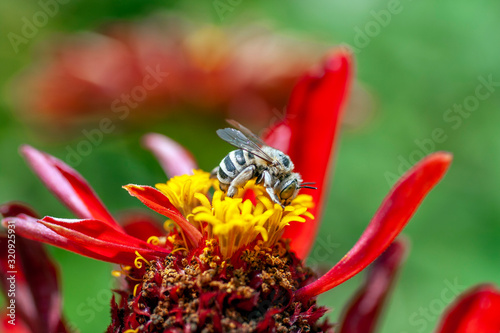 A honeybee visits a red flower to gather nectar on a sunny spring day