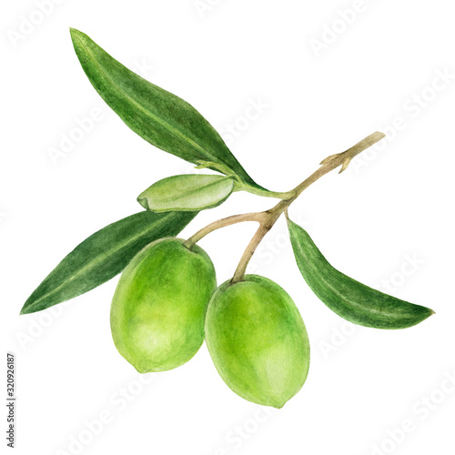 Green olives with leaves watercolor isolated on white background
