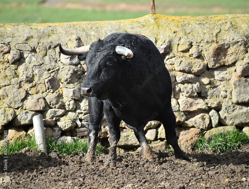 Fototapeta premium toro negro español en el campo