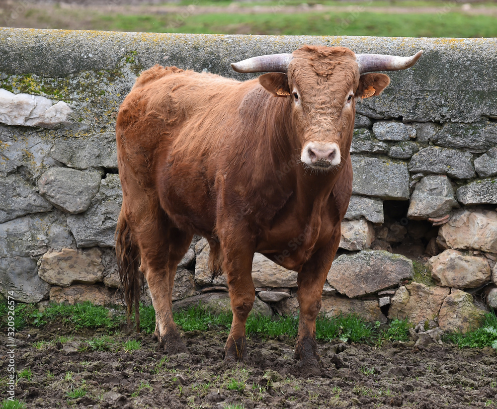 toro español en una ganaderia de ganado bravo en españa toro español en una ganaderia de ganado bravo en españa