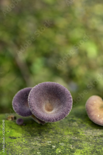 Close up of Garlic Mushrooms