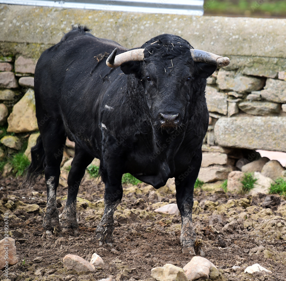 toro negro en una ganaderia española toro negro en una ganaderia española