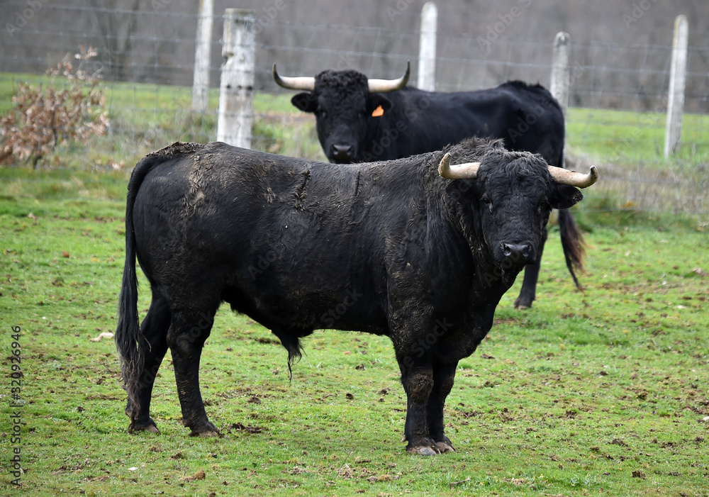 toro español en una ganaderia de ganado bravo en españa toro español en una ganaderia de ganado bravo en españa