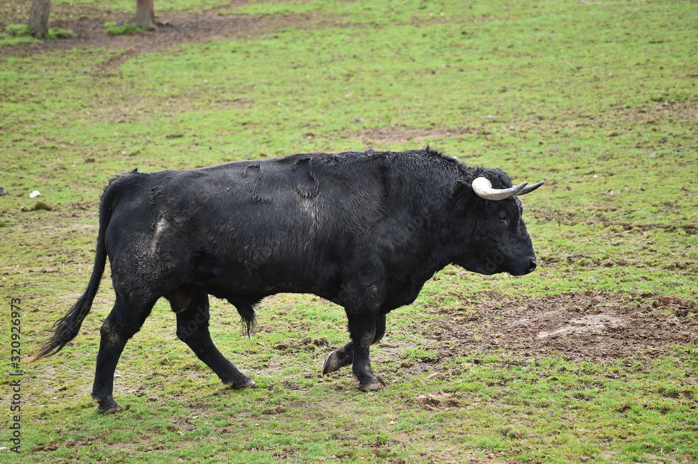 toro español en una ganaderia de ganado bravo en españa toro español en una ganaderia de ganado bravo en españa