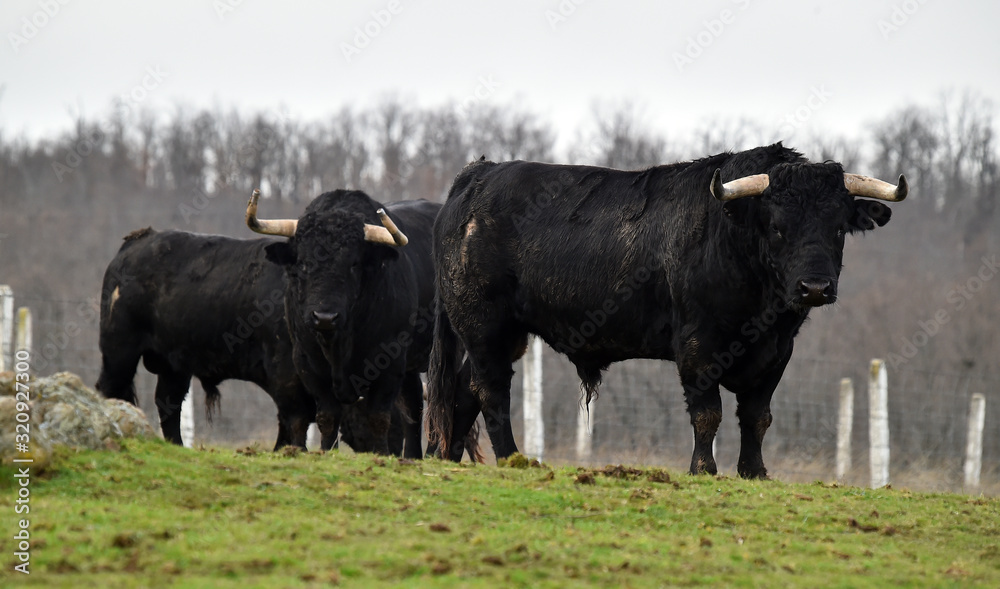 a strong bull running on a traditional spectacle of bullfight a strong bull running on a traditional spectacle of bullfight