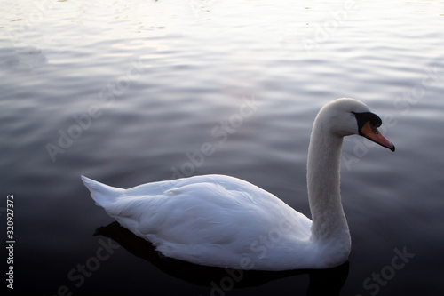 Fototapeta Naklejka Na Ścianę i Meble -  A single white swan on a pond near Glasgow, Scotland at sunset on a winters day.