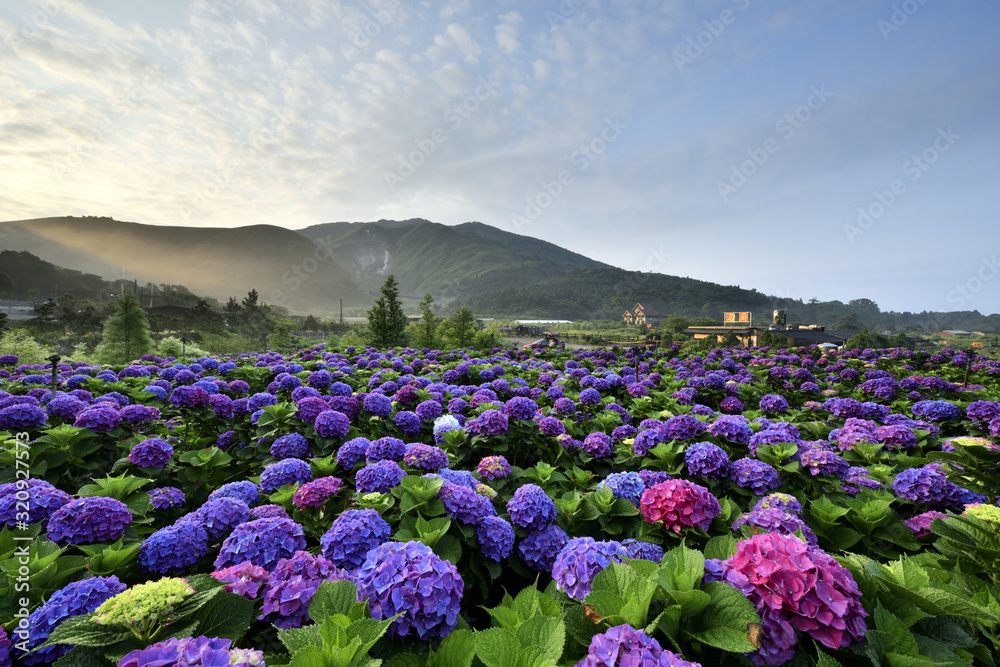 Fototapeta premium Hydrangea flower field in Beitou