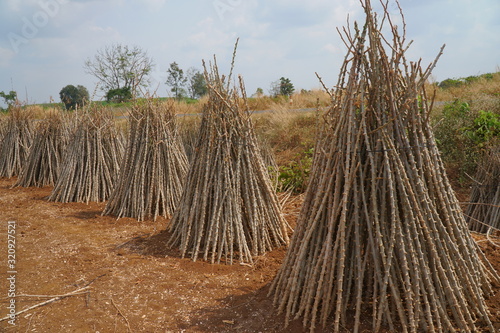 Siem Reap,Cambodia-January 26, 2020: Bundle of stems of cassava or Manihot esculenta in Cambodia