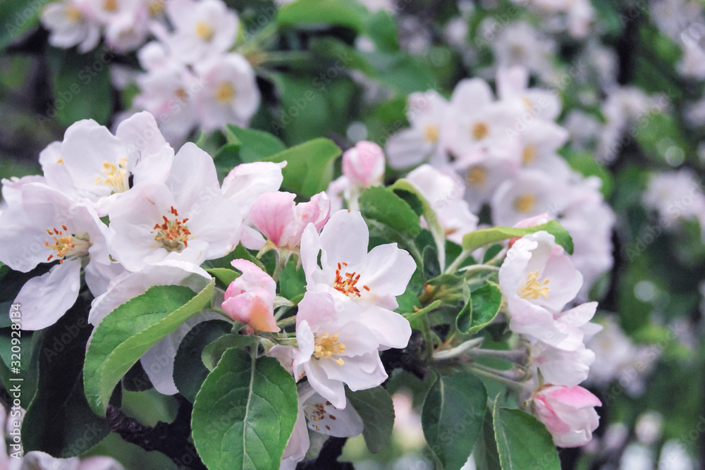 apple orchard in bloom, lush pale pink flowers close-up apple orchard in bloom, lush pale pink flowers close-up