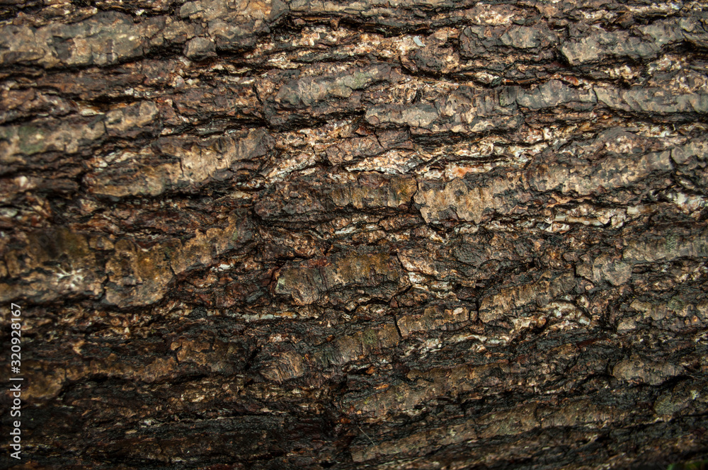 abstraction of alder bark.