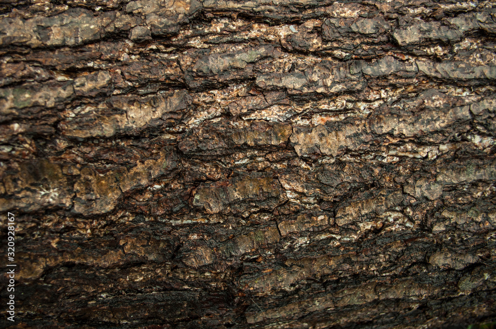 abstraction of alder bark. abstraction of alder bark.