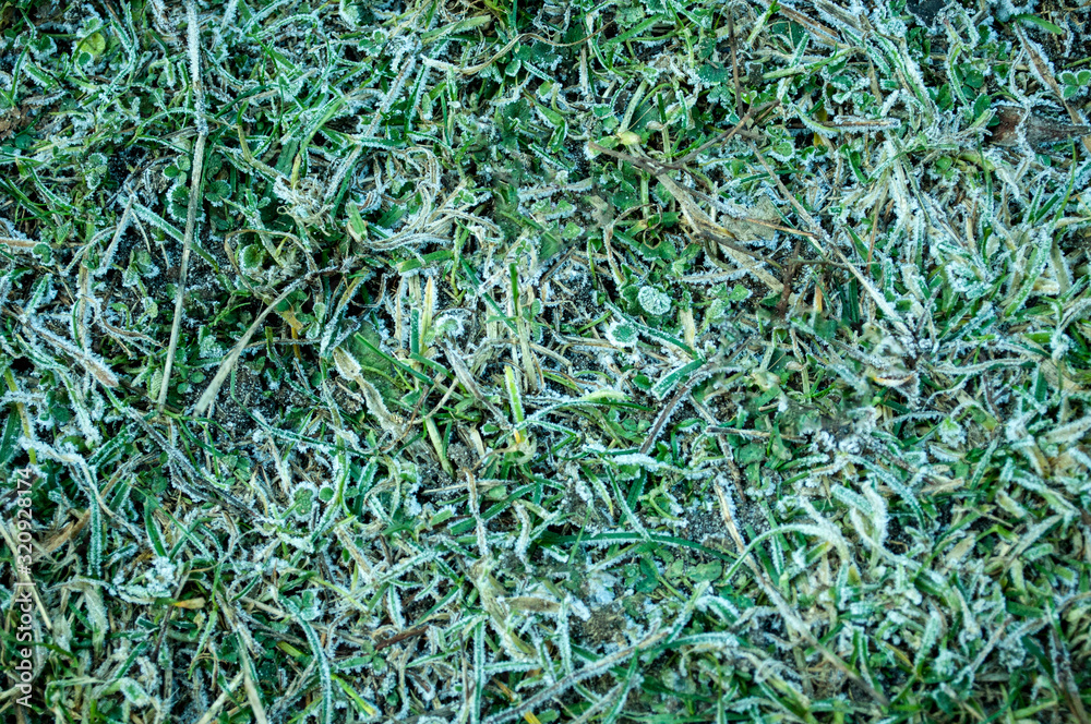 frost on the green grass