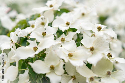 Dogwood Flowering Closeup White blooms Blossom background