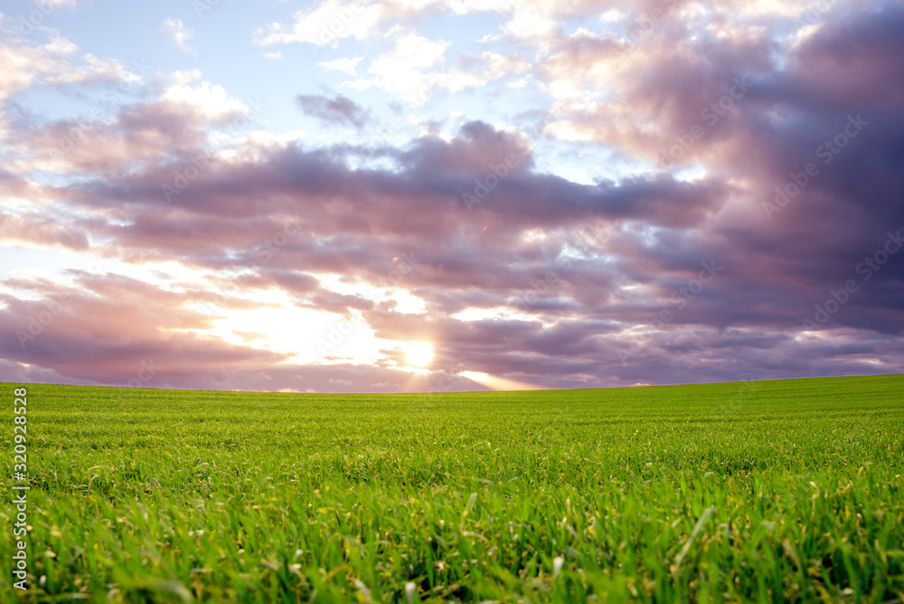 Dark storm clouds covering Field with green sprouts. Sunset over the Wheat field, Agriculture, Cultivated Land