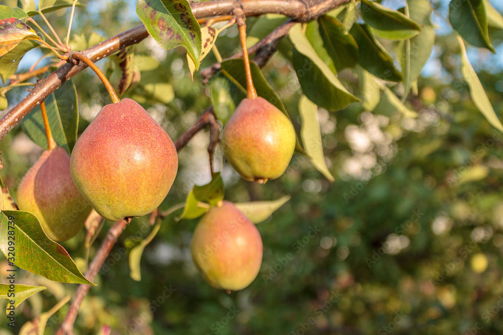 ripe juicy organic pear fruit close-up on a pear tree, harvesting an agricultural pear plant, hand picking fruit, garden worker ripe juicy organic pear fruit close-up on a pear tree, harvesting an agricultural pear plant, hand picking fruit, garden worker