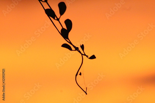  Sunset in shadow of a plant with the silk of a spider web that provides tranquility