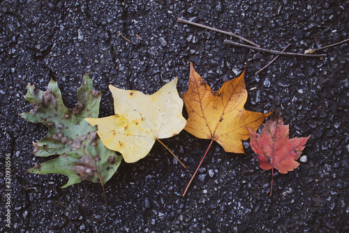 Obraz na płótnie Fall Leaf w salonie