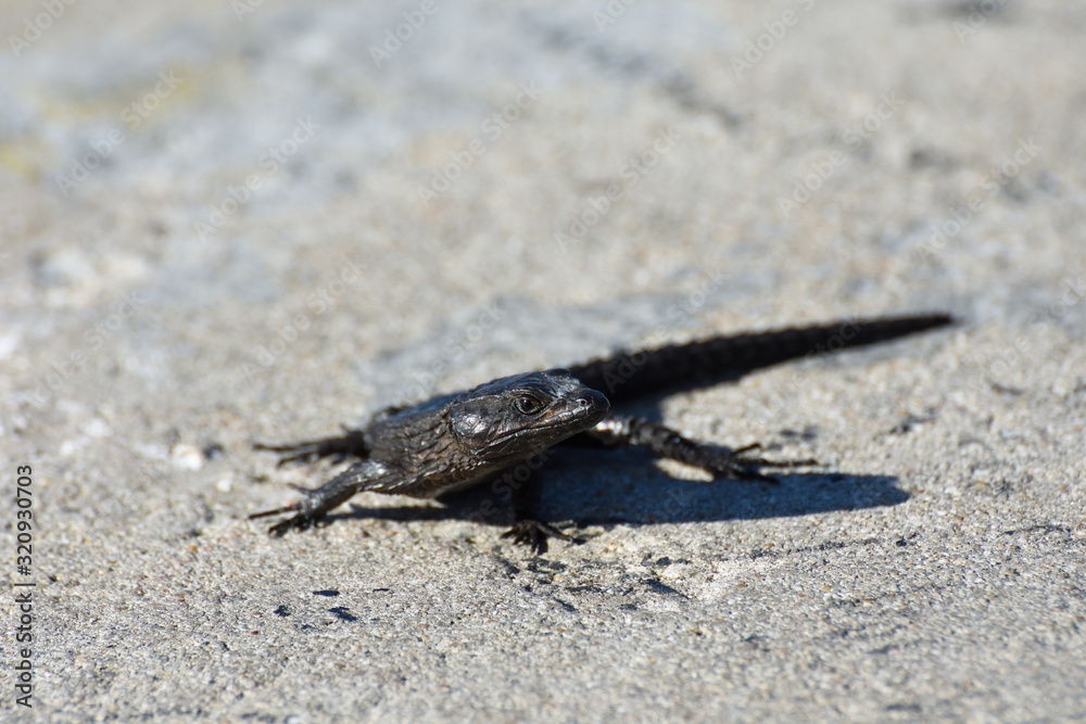 Black Girdled Lizard On Concrete (Cordylus niger), Cape Town, South Africa