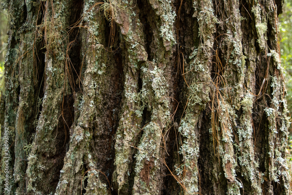 Obraz premium Ziemia