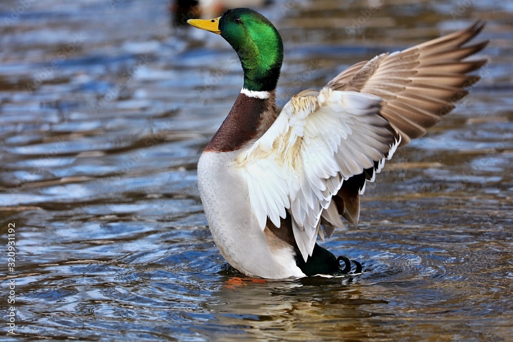 Obraz premium Mallard duck in winter.Natural scene from Wisconsin conservation area