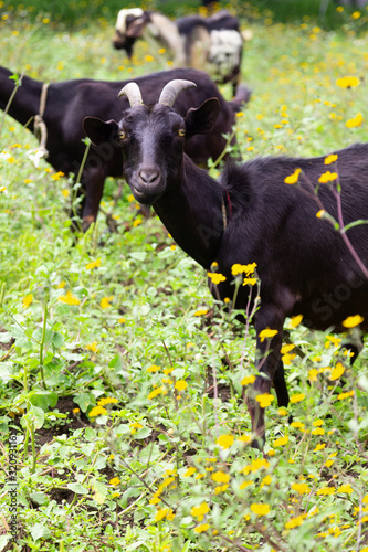 Black goat eating fresh green grass - goat that lives freely in the open field - organic farming - goat surrounded by yellow wildflowers