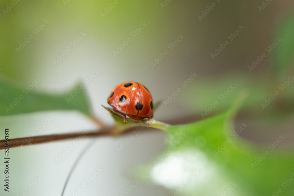 cute ladybug sitting on trees branches cute ladybug sitting on trees branches