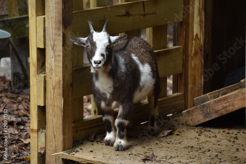 Protrait of a young brown and white goat in the doorway of a stable