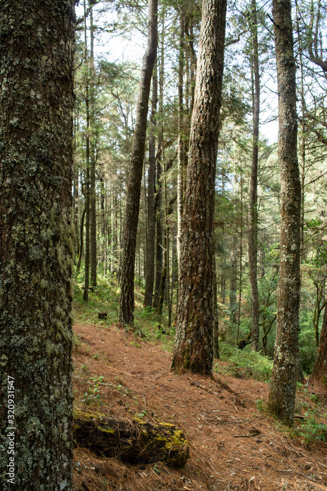 Obraz premium el terrero