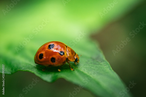 Closeup of cute ladybug sitting on green leaf flowers