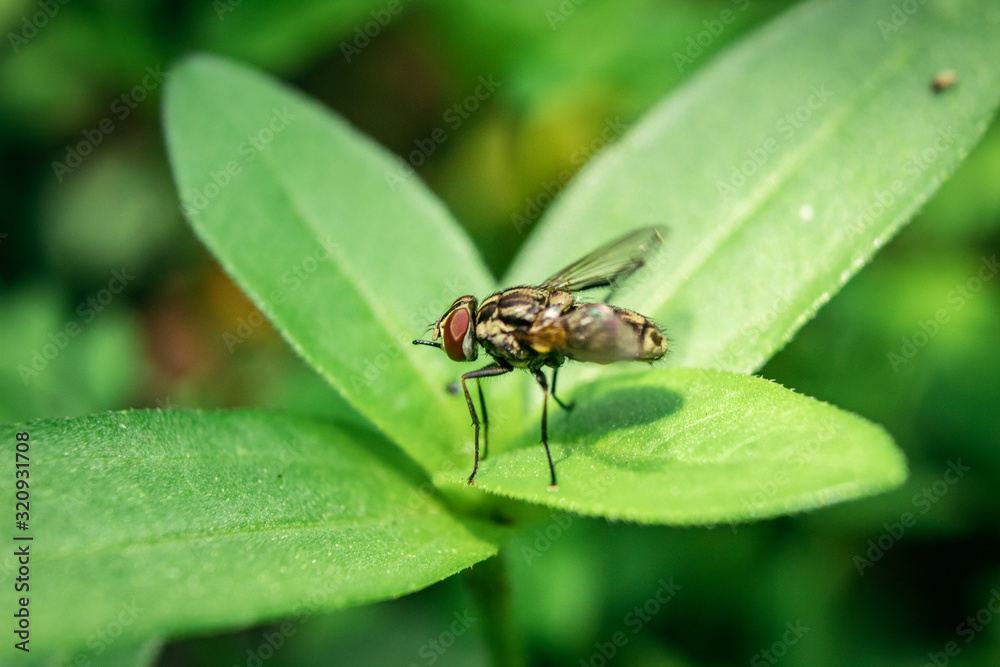 close up of housefly insect sitting on leaf close up of housefly insect sitting on leaf