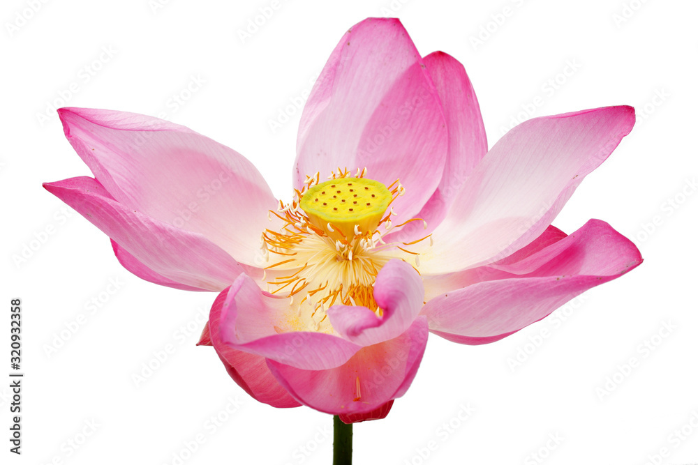 beautiful lotus flower isolated on white background.