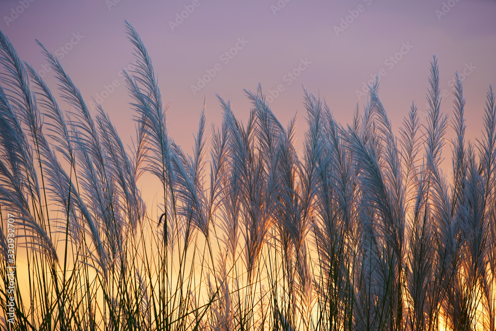 wind blowing reeds flower against sunset light wind blowing reeds flower against sunset light