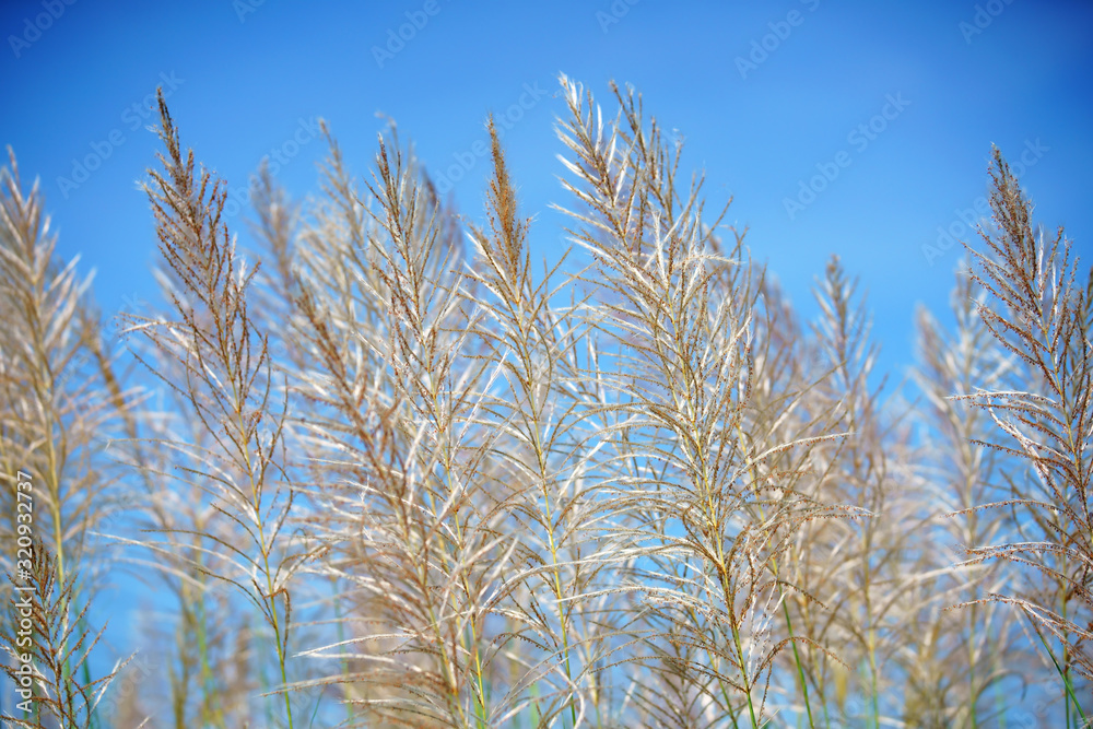 close up of white reeds flower against blue sky close up of white reeds flower against blue sky
